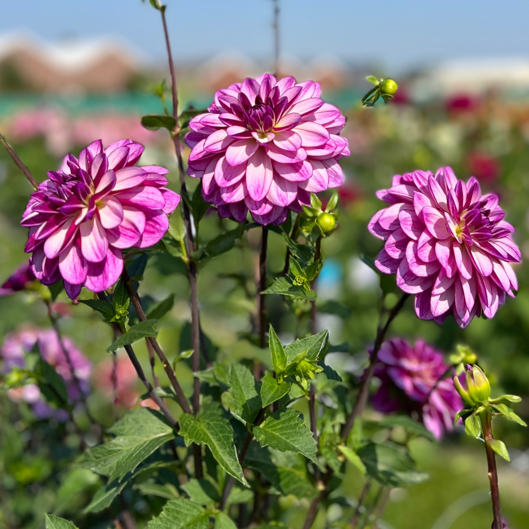 Dekorativdahlia 'Seduction'