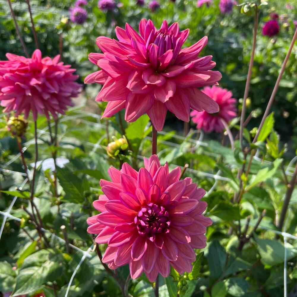 Dekorativdahlia 'Negroni Sunset'