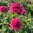 Dekorativdahlia 'Negroni Sunset'