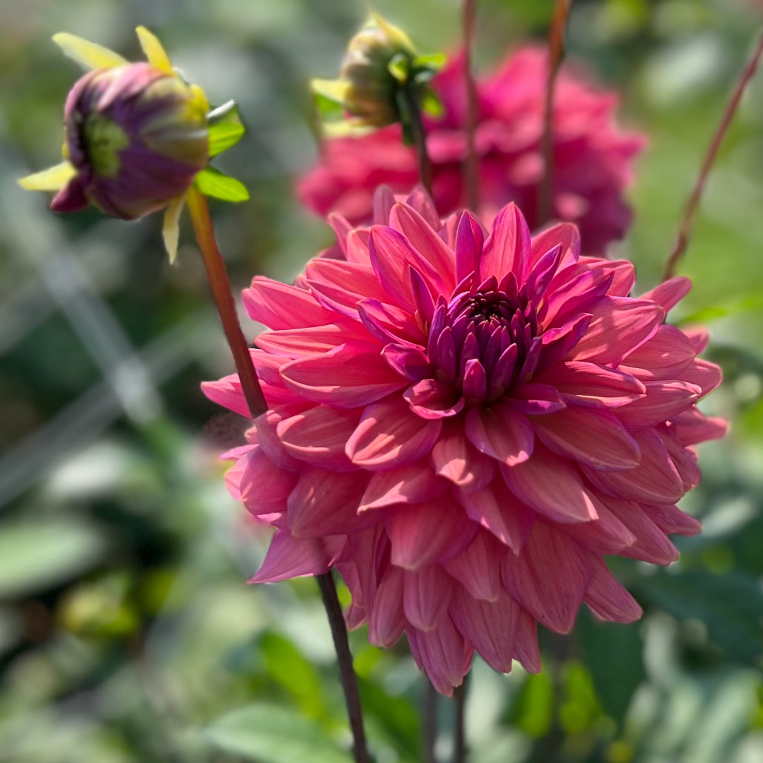 Dekorativdahlia 'Negroni Sunset'