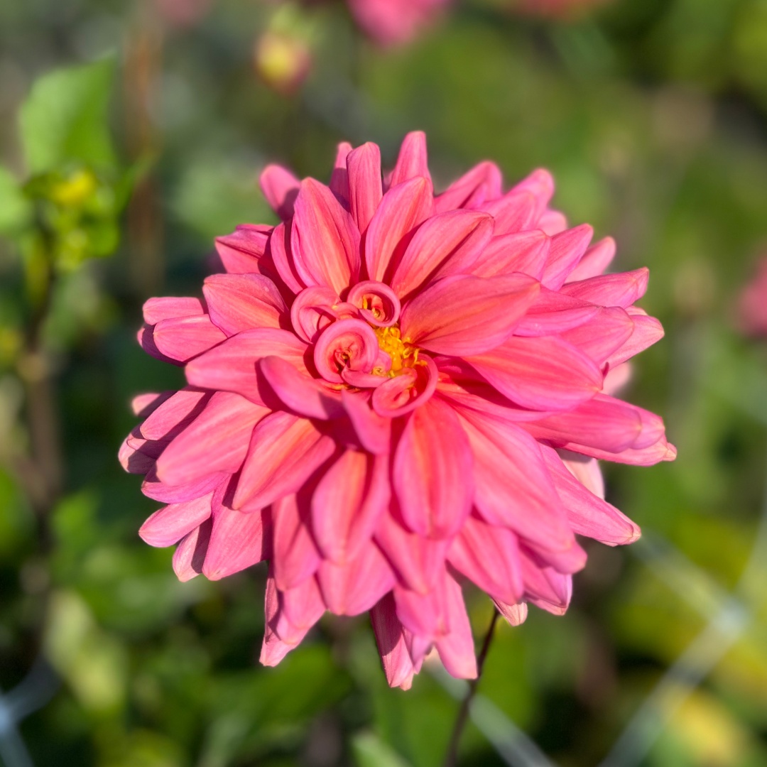 Dekorativdahlia 'Negroni Sunset'
