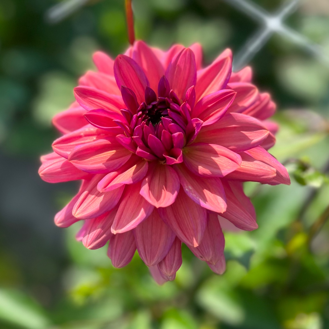 Dekorativdahlia 'Negroni Sunset'