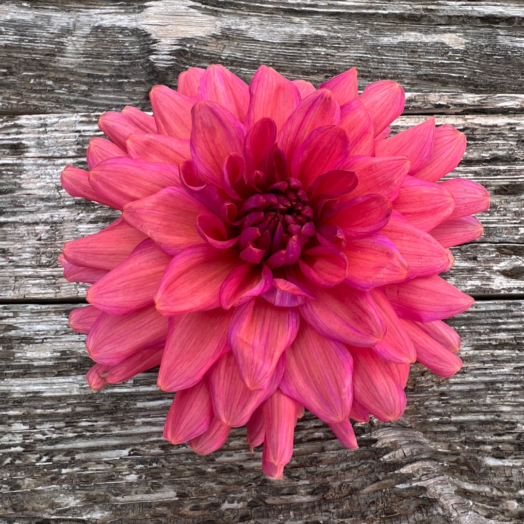 Dekorativdahlia 'Negroni Sunset'