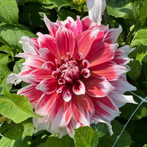 Dekorativdahlia 'Frost Nip'