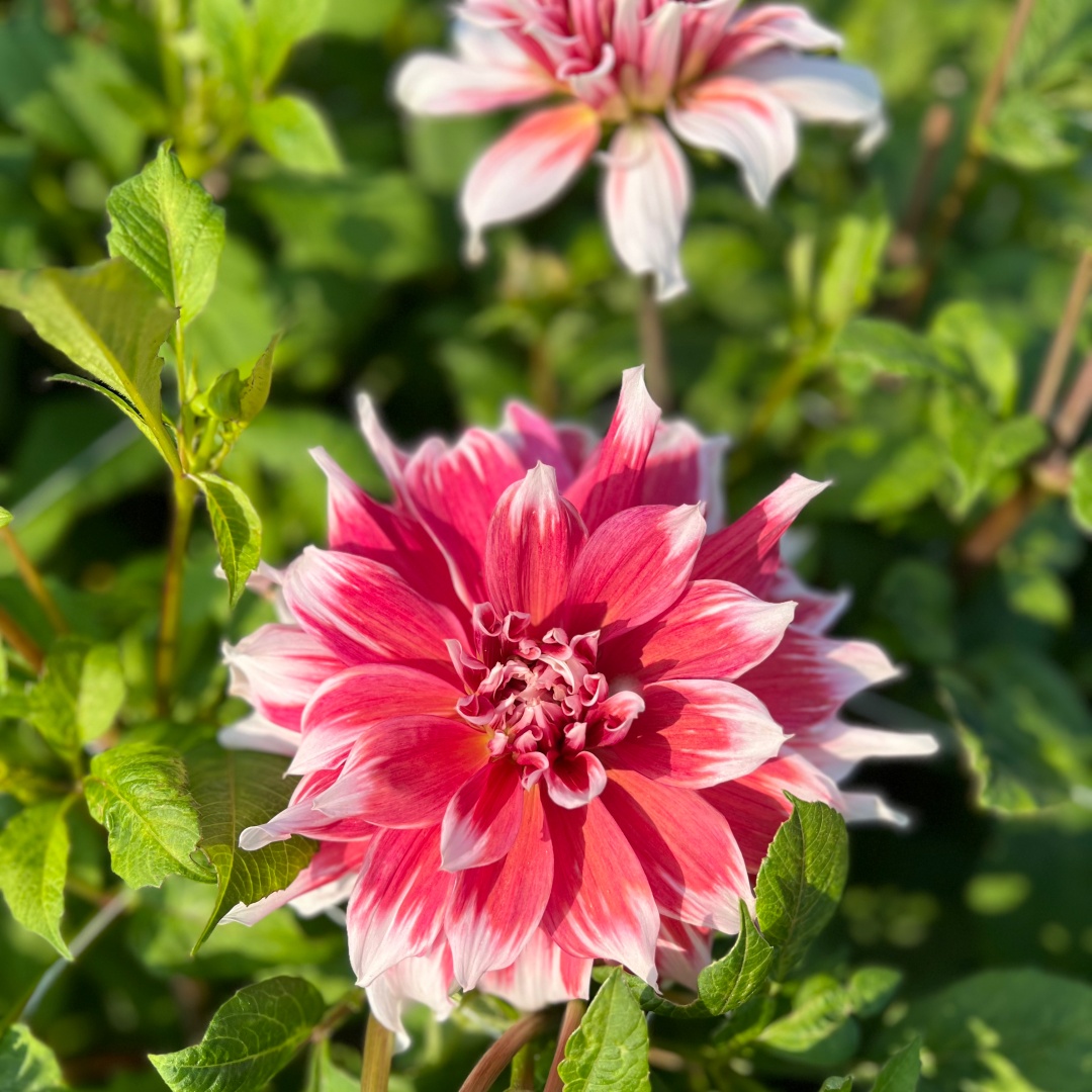 Dekorativdahlia 'Frost Nip'