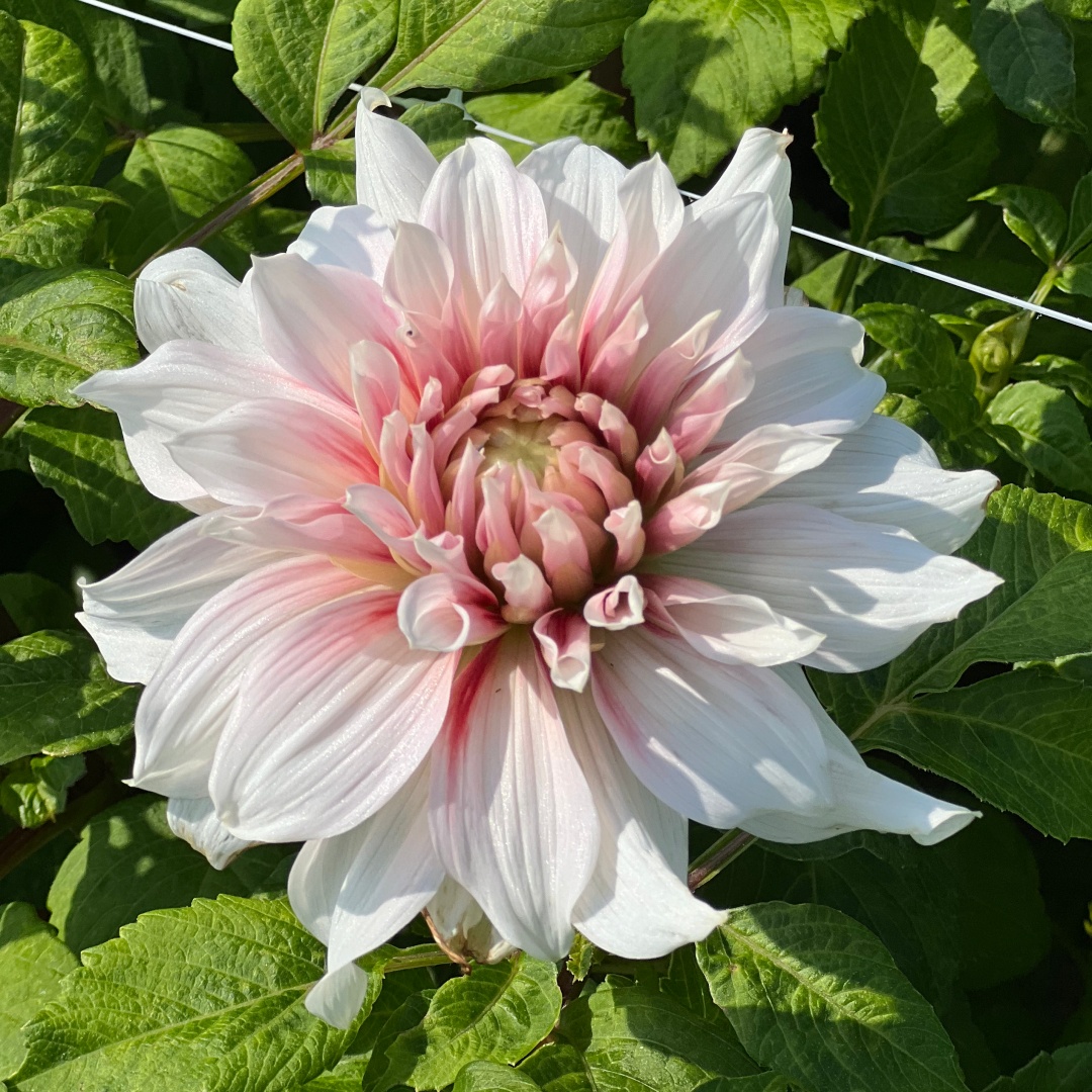 Dekorativdahlia 'Frost Nip'