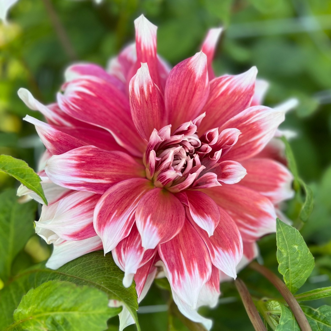 Dekorativdahlia 'Frost Nip'
