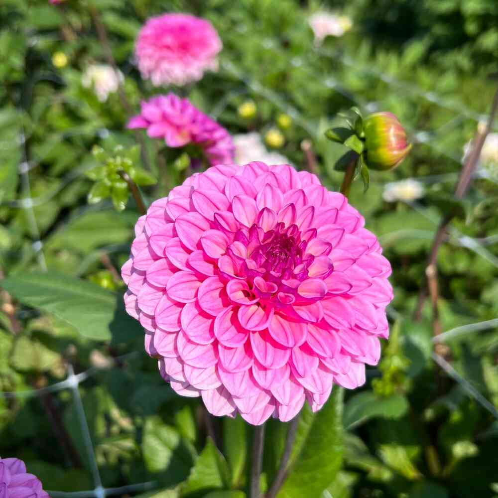 Dekorativdahlia 'Chicago'