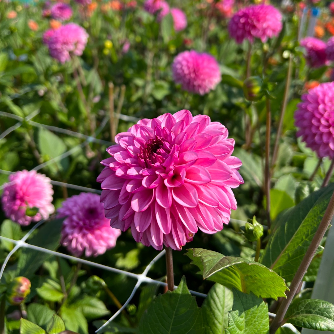 Dekorativdahlia 'Chicago'