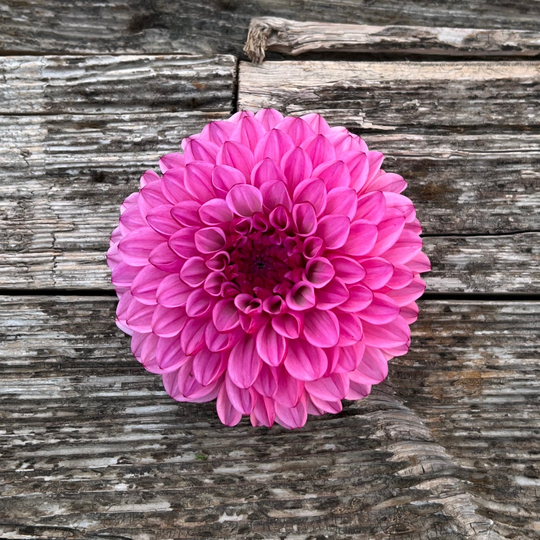Dekorativdahlia 'Chicago'