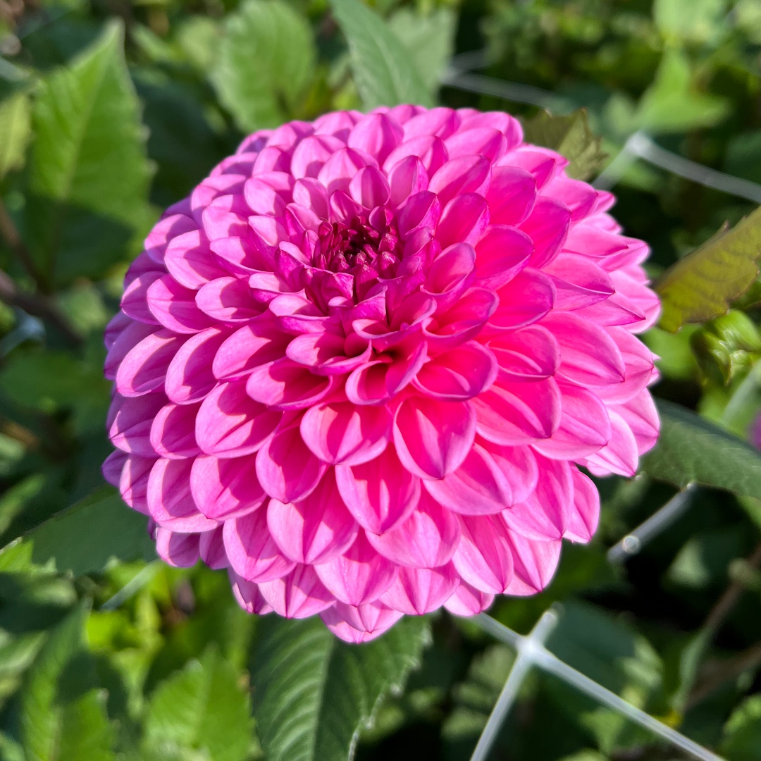 Dekorativdahlia 'Chicago'