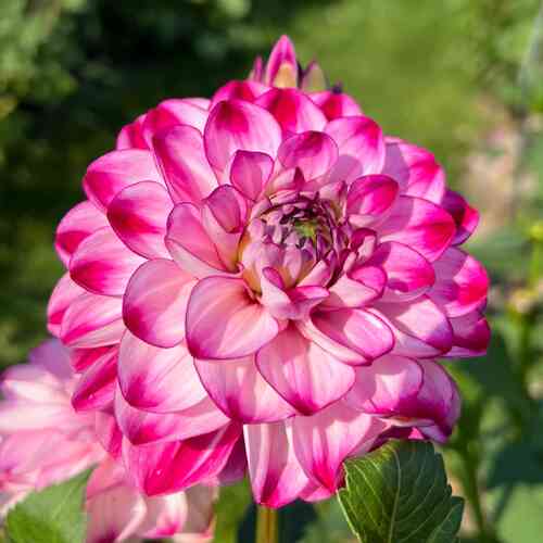 Koristedaalia 'Stardust'