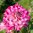 Dekorativdahlia 'Stardust'
