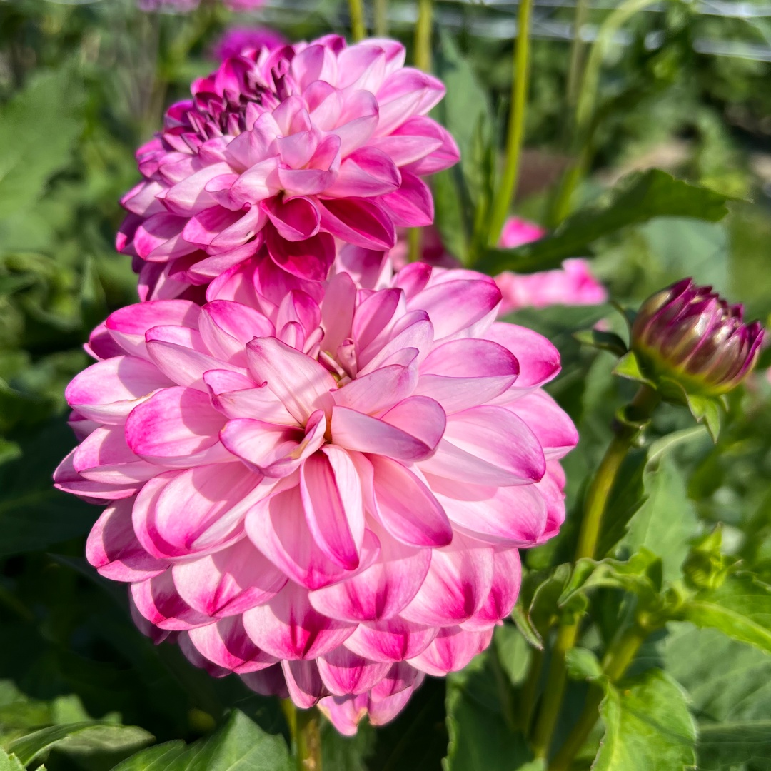 Dekorativdahlia 'Stardust'