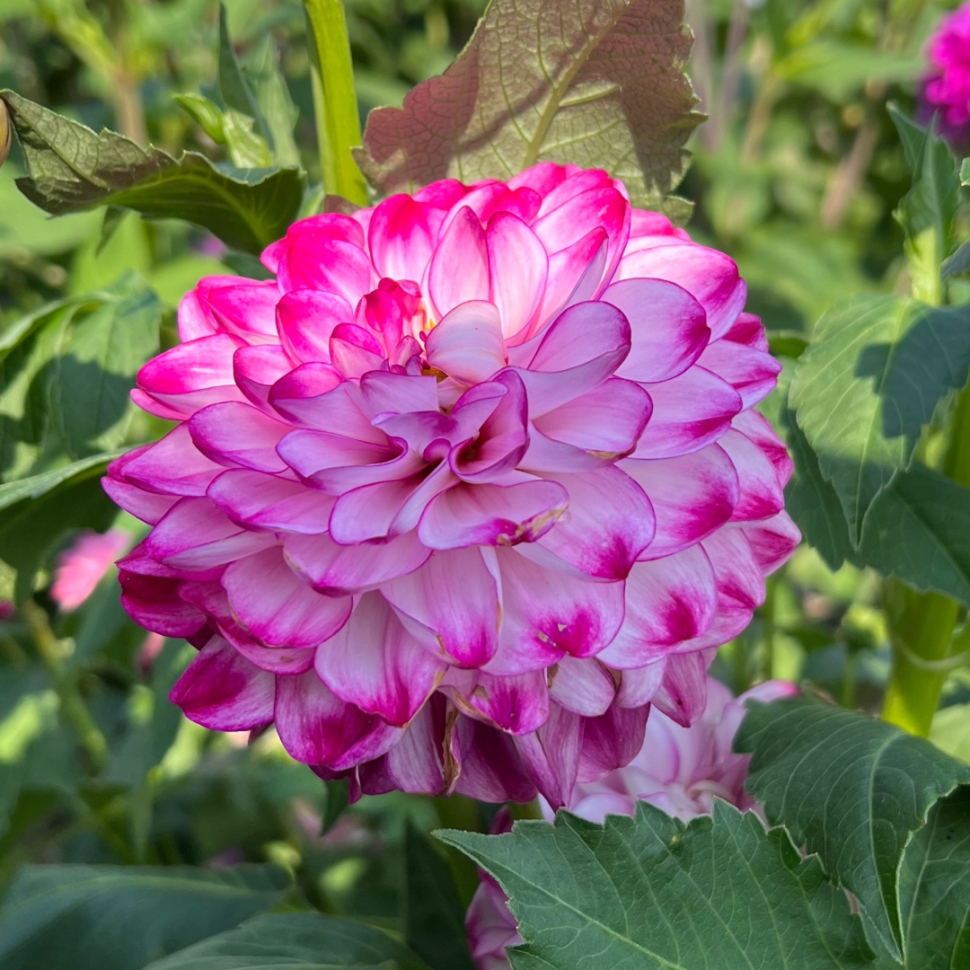 Dekorativdahlia 'Stardust'