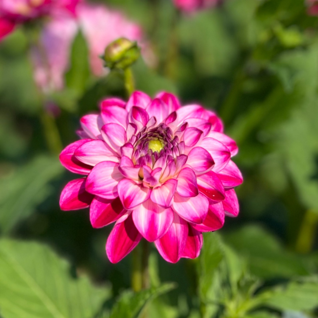 Dekorativdahlia 'Stardust'