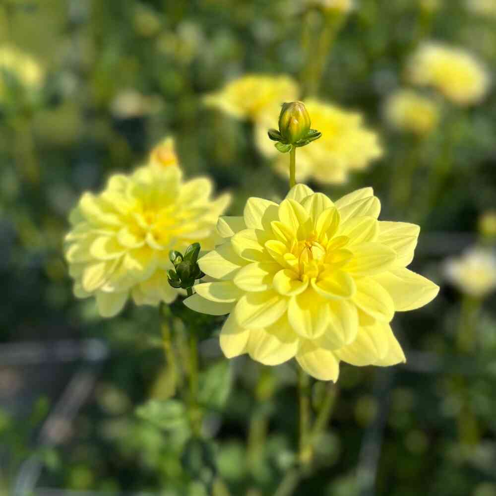 Näckrosdahlia 'Yellow Perception'