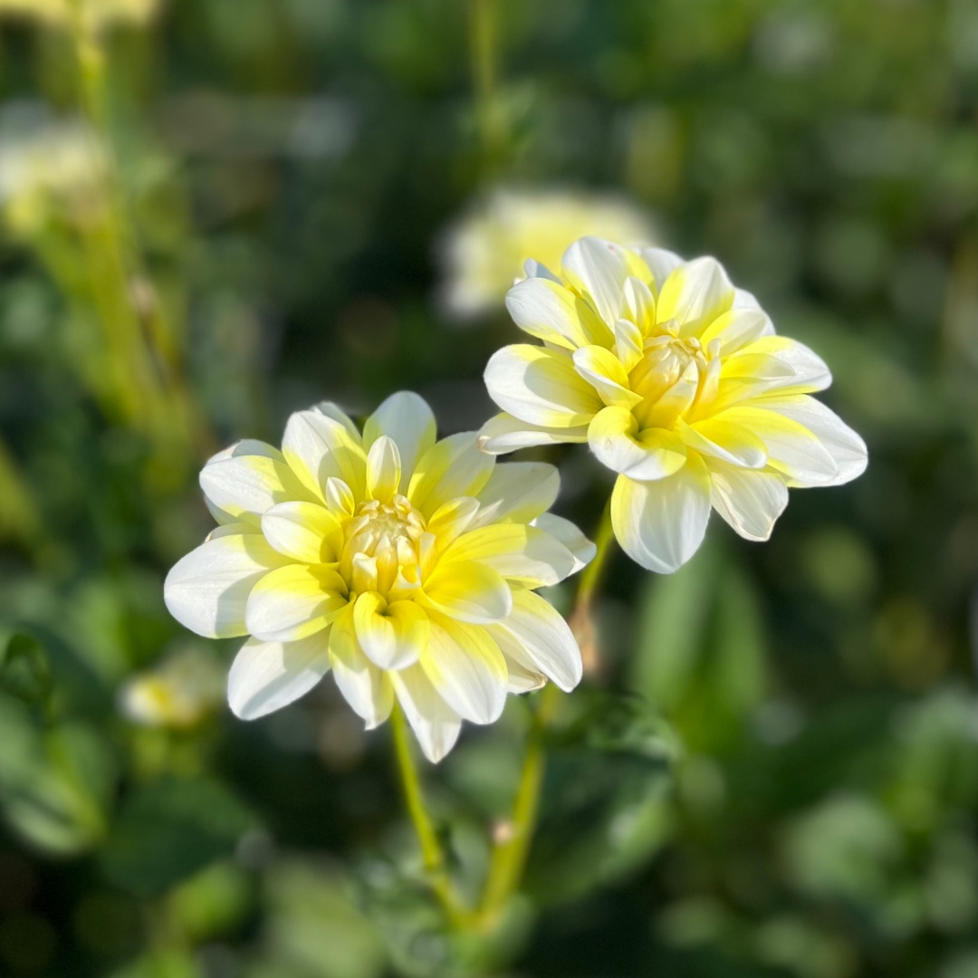 Näckrosdahlia 'Yellow Perception'