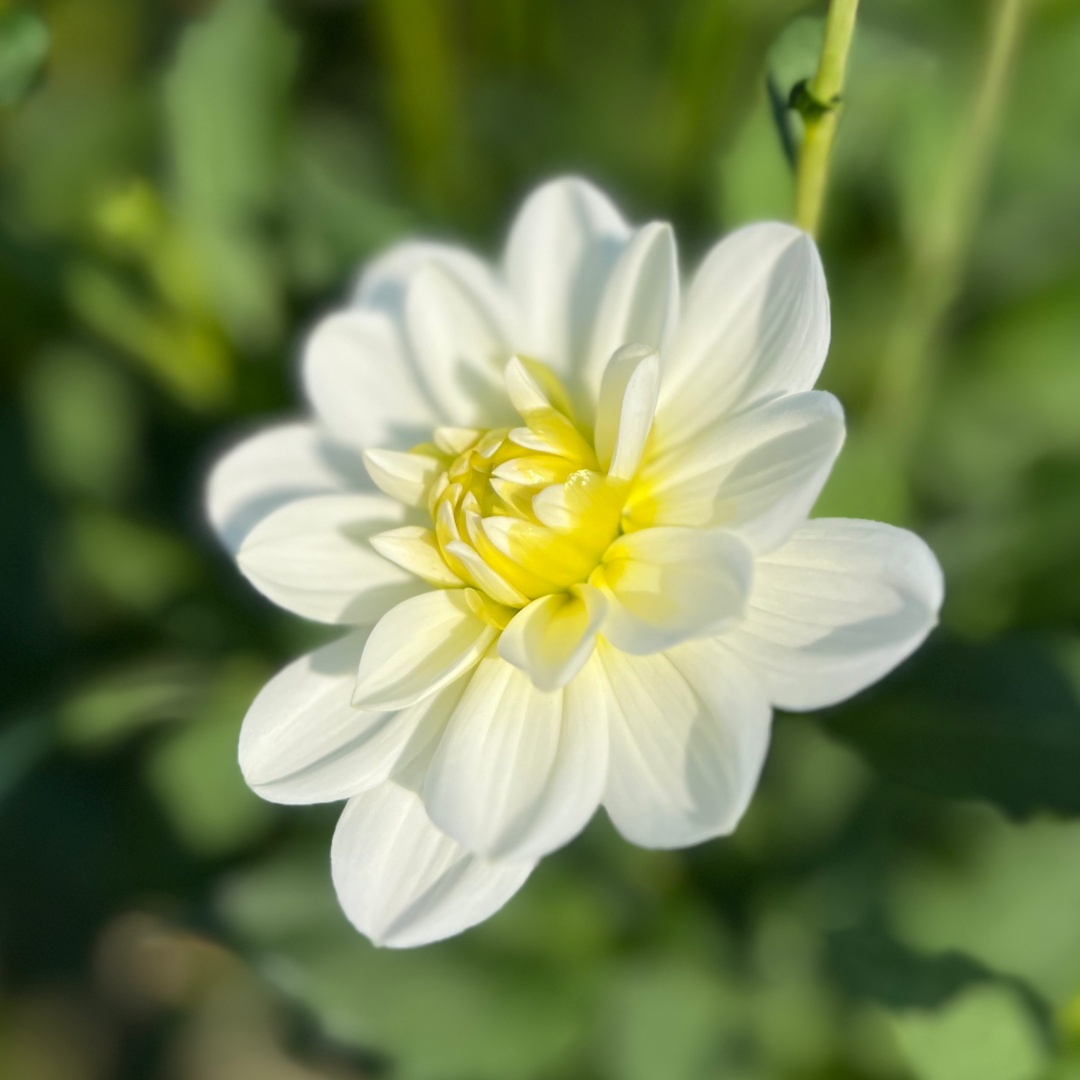 Näckrosdahlia 'Yellow Perception'