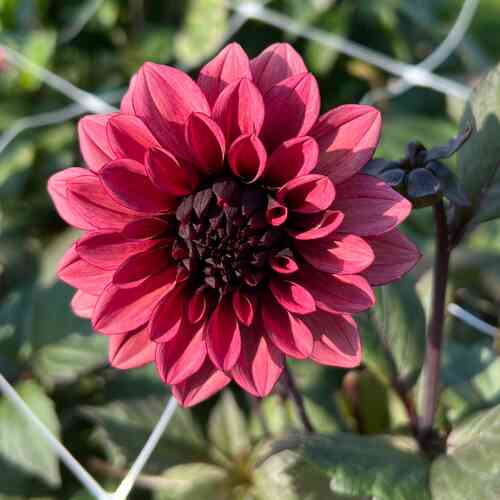 Dekorativdahlia 'Night Silence'