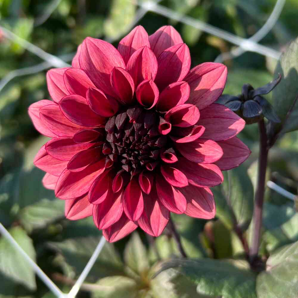Dekorativdahlia 'Night Silence'