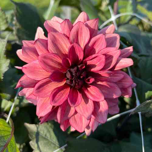 Dekorativdahlia 'Night Silence' Dekorativdahlia 'Night Silence'