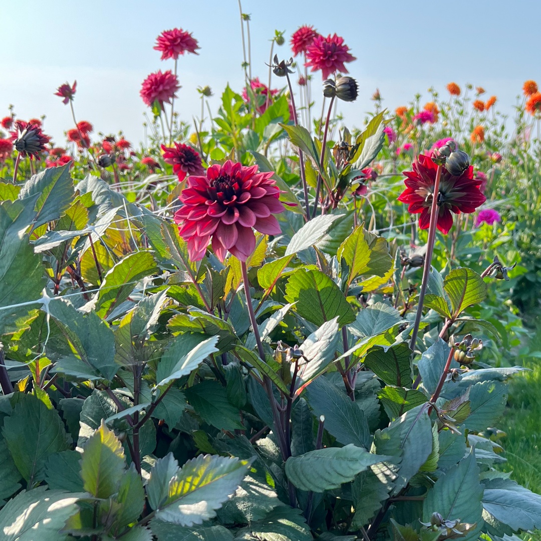 Dekorativdahlia 'Night Silence'