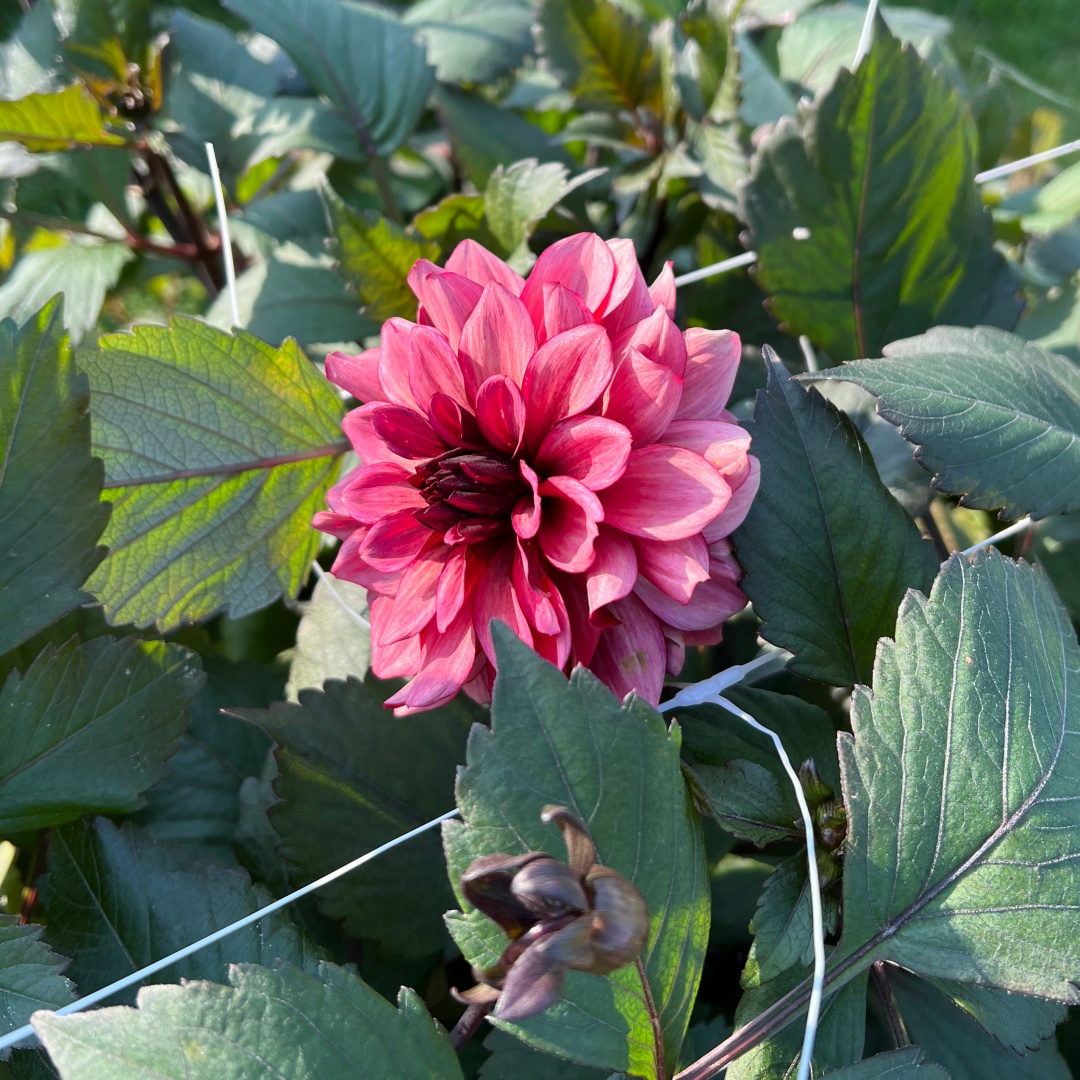 Dekorativdahlia 'Night Silence'