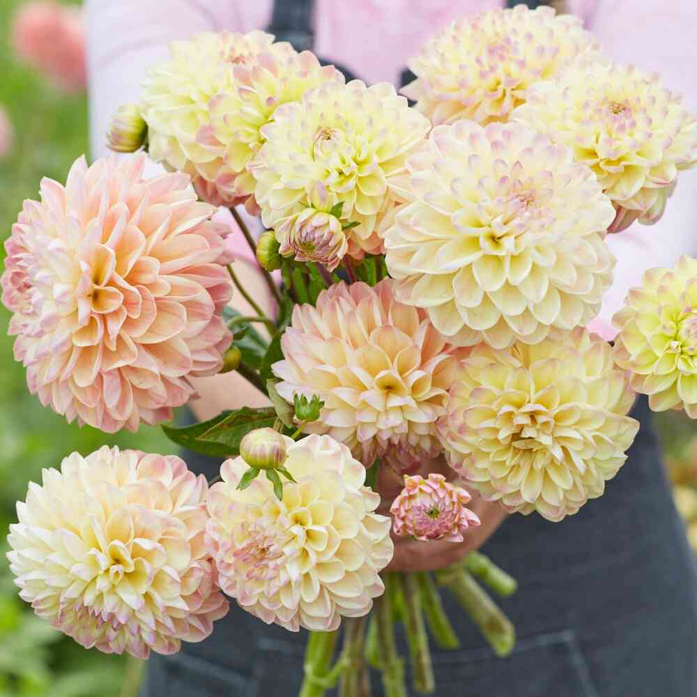 Dekorativdahlia 'Hapet Pastel'