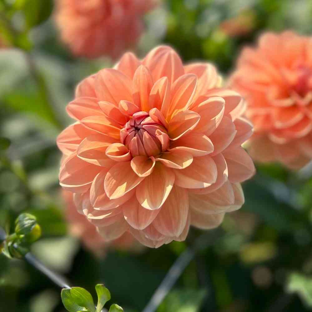Näckrosdahlia 'Yelno Harmony'