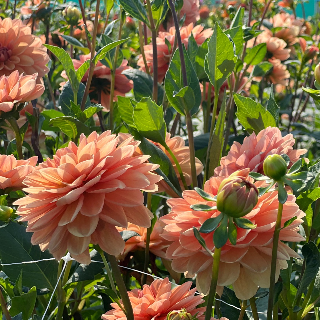 Näckrosdahlia 'Yelno Harmony'