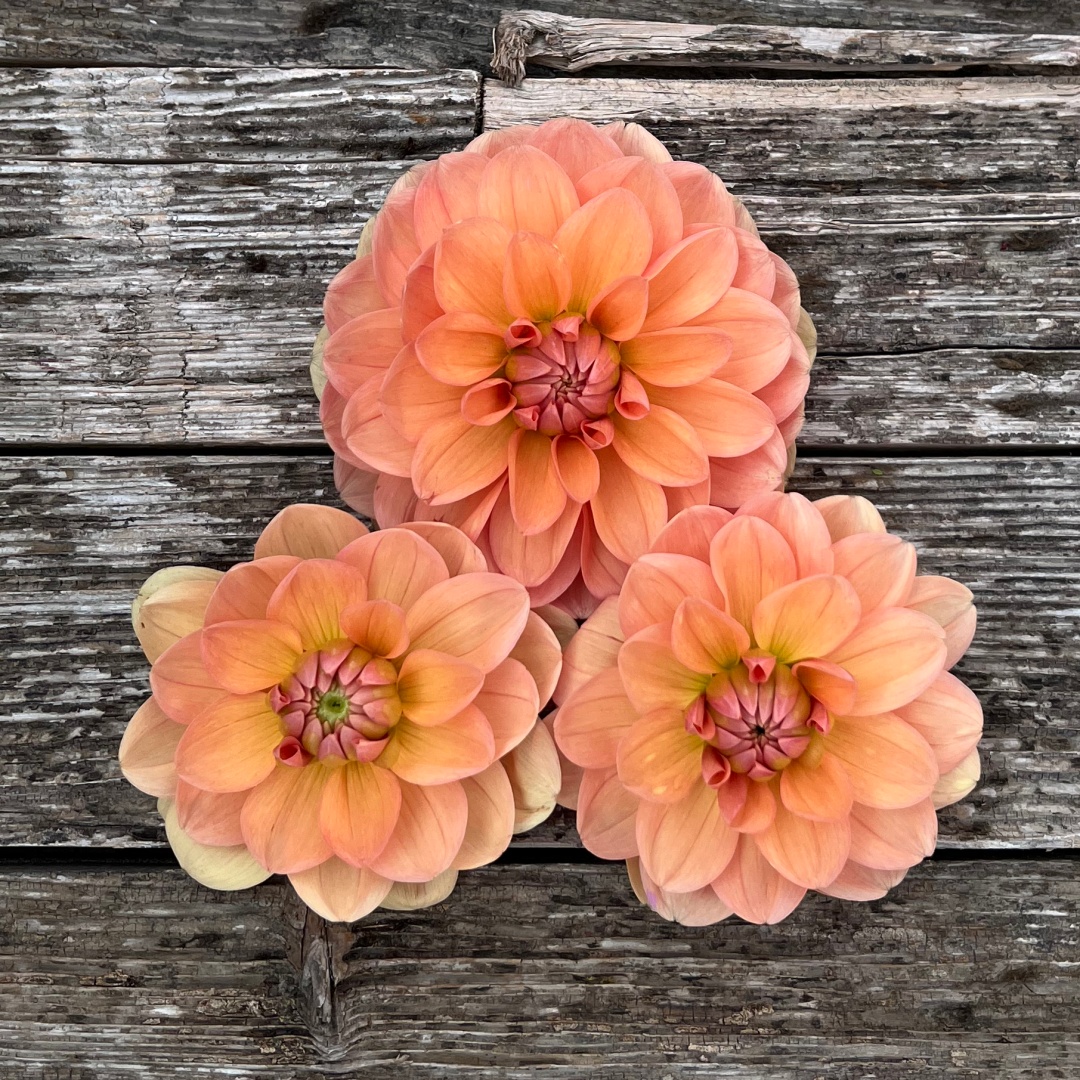 Näckrosdahlia 'Yelno Harmony'