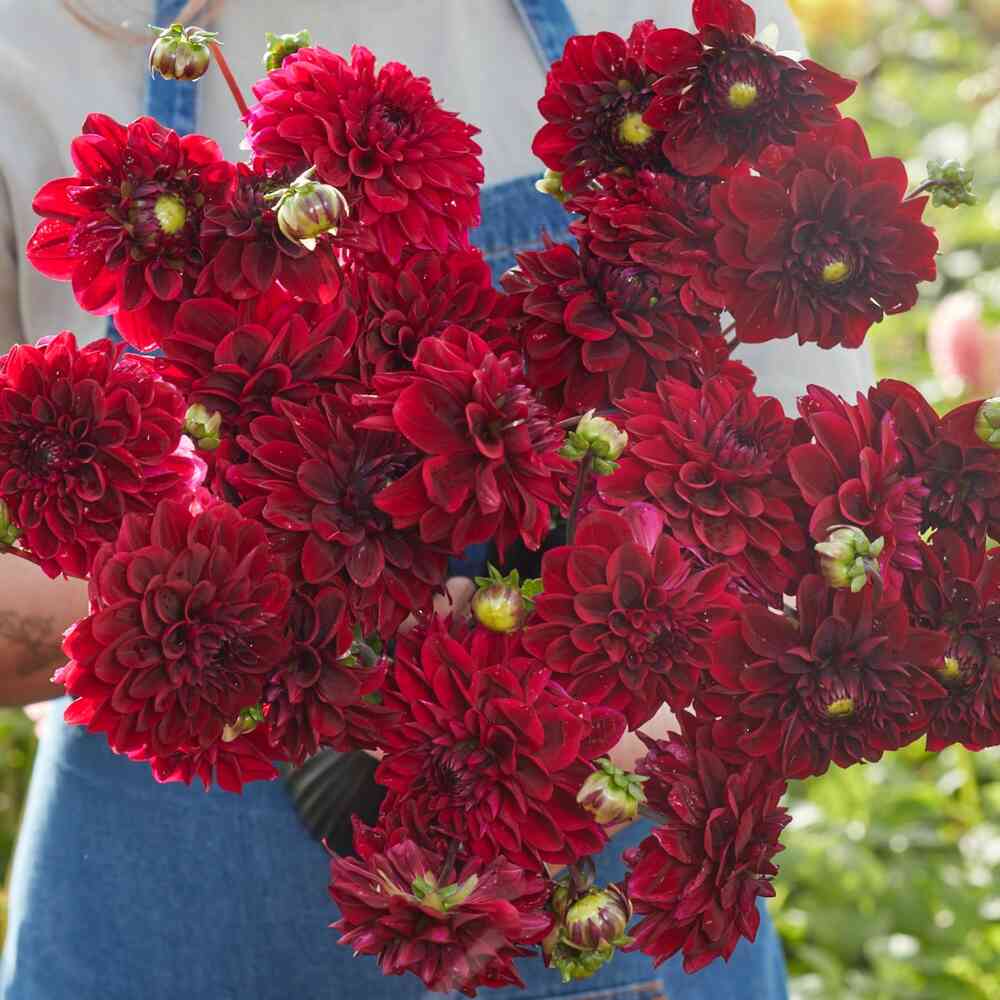 Dekorativdahlia 'Kingsblood'