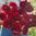 Dekorativdahlia 'Kingsblood'