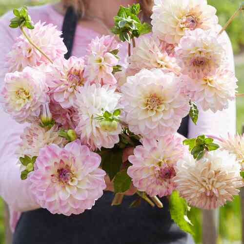 Bolldahlia 'Sturm Kika'