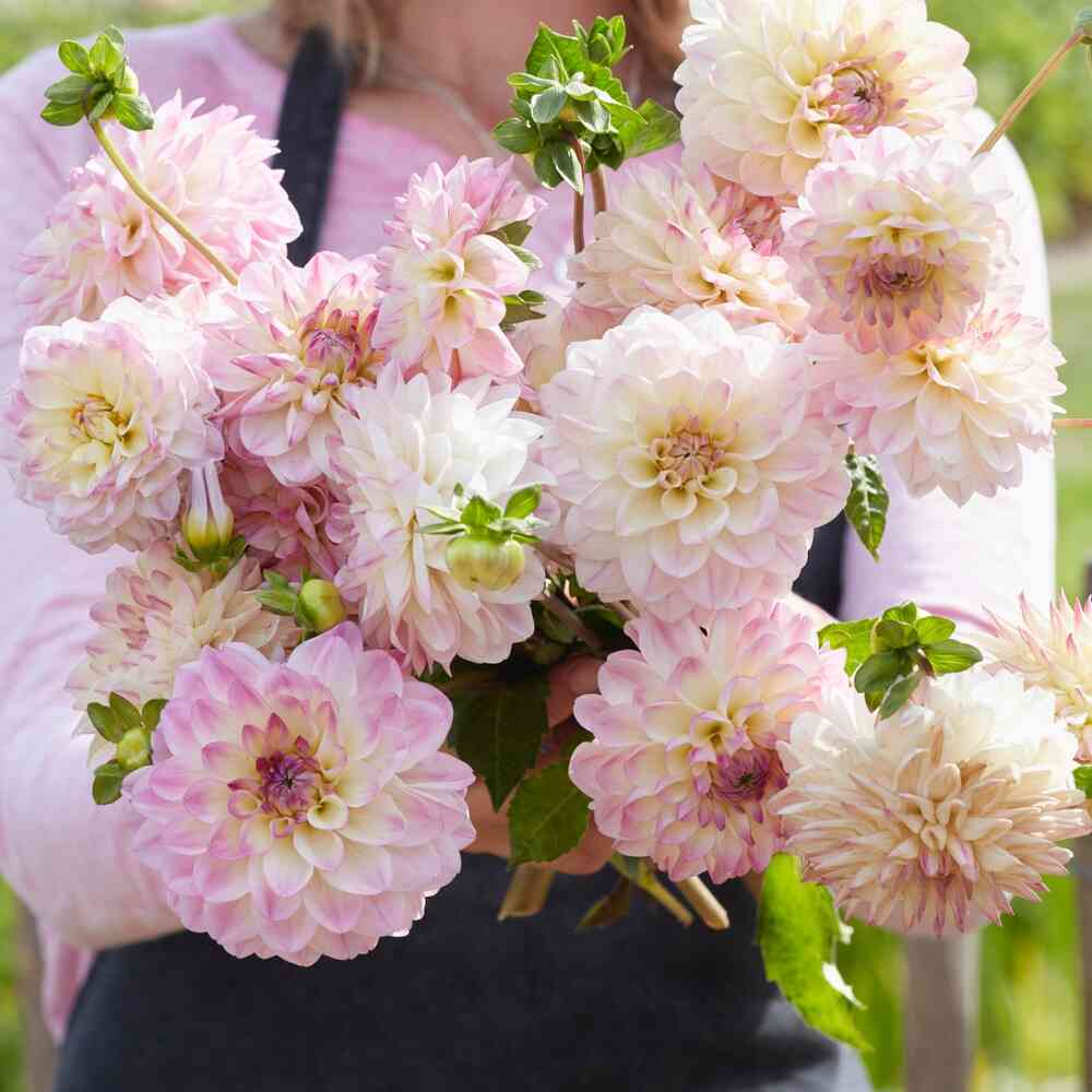 Bolldahlia 'Sturm Kika'