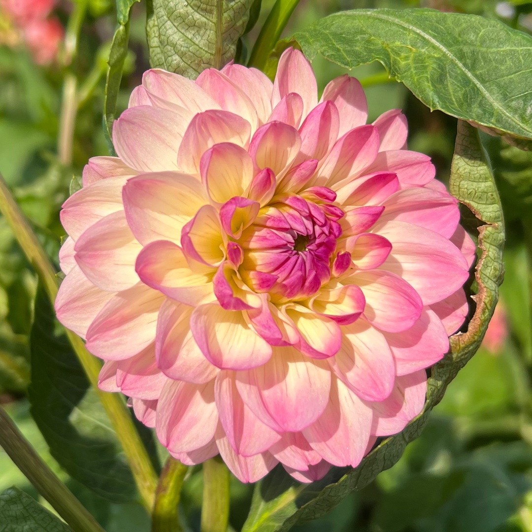 Bolldahlia 'Sturm Kika'