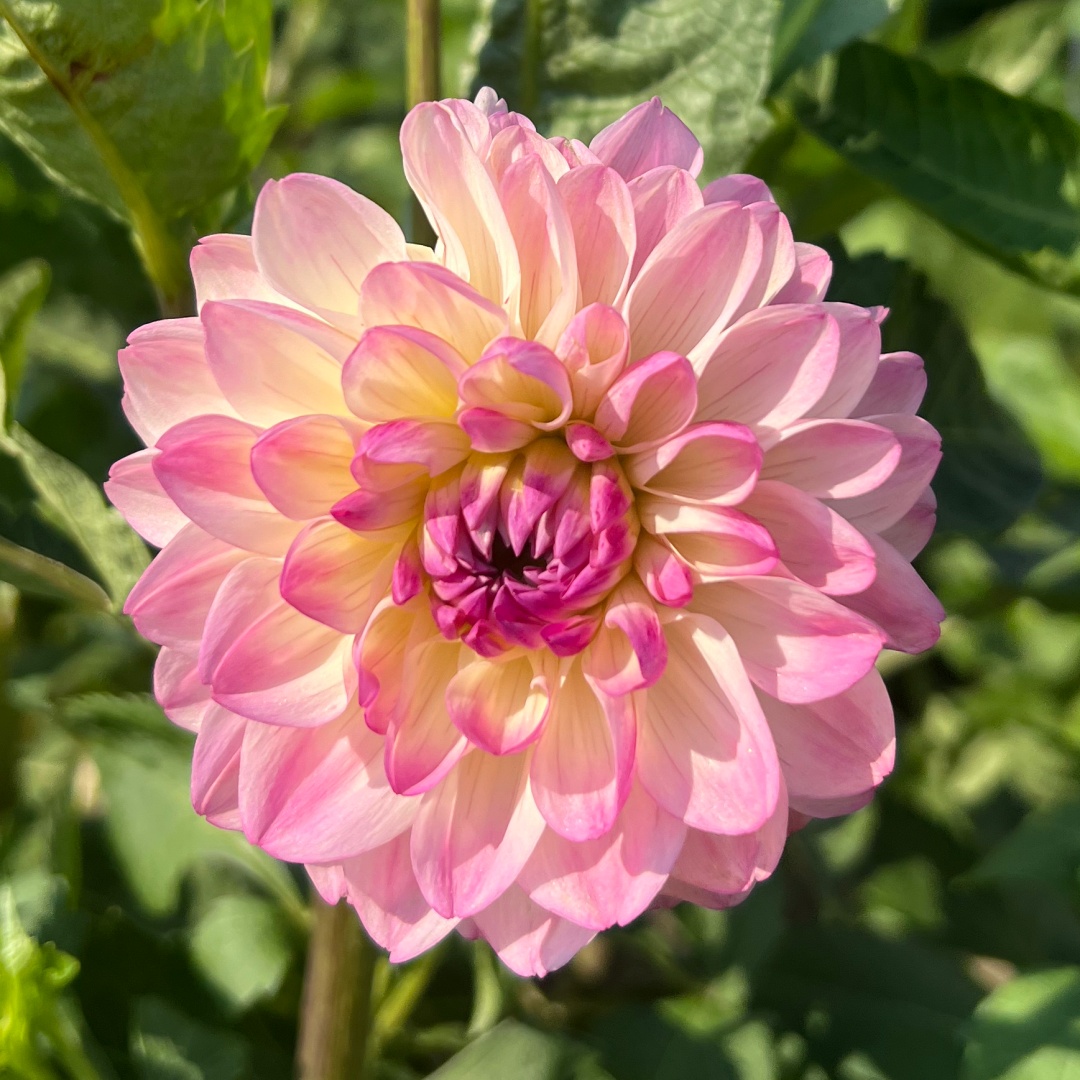 Bolldahlia 'Sturm Kika'
