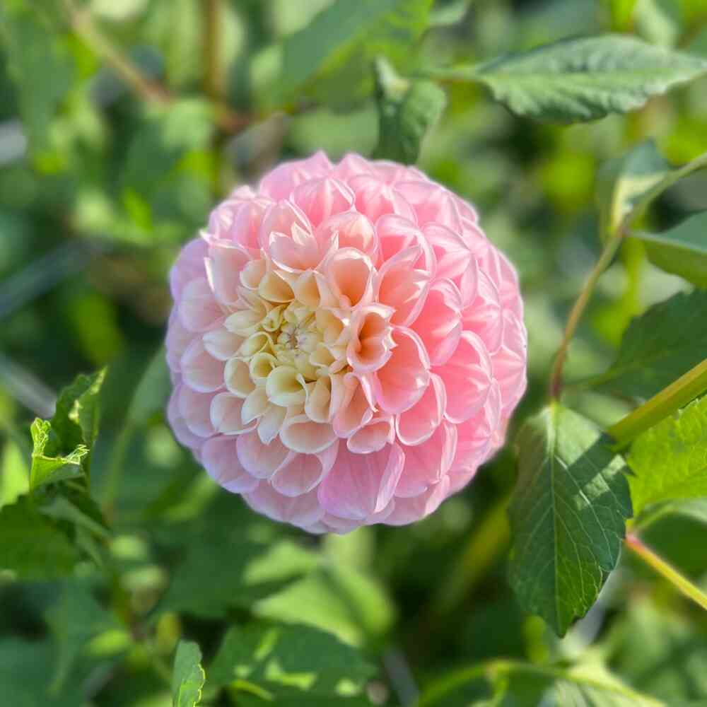 Bolldahlia 'Opal'