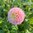 Bolldahlia 'Opal'