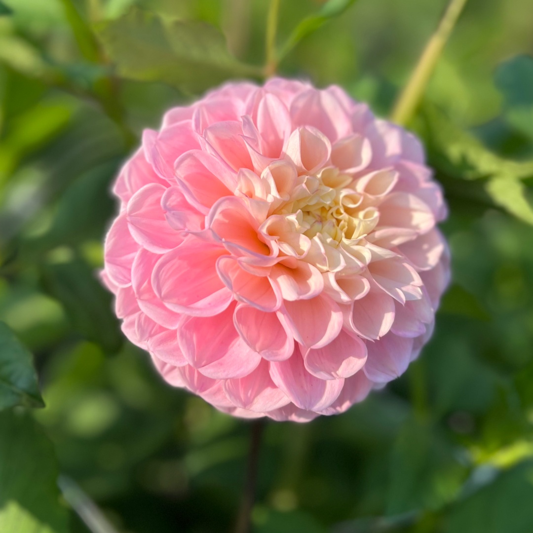 Bolldahlia 'Opal'