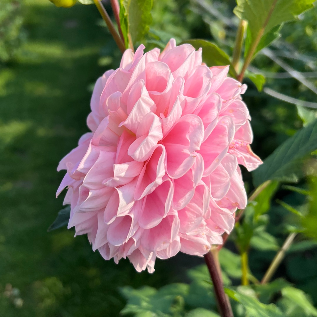 Bolldahlia 'Opal'