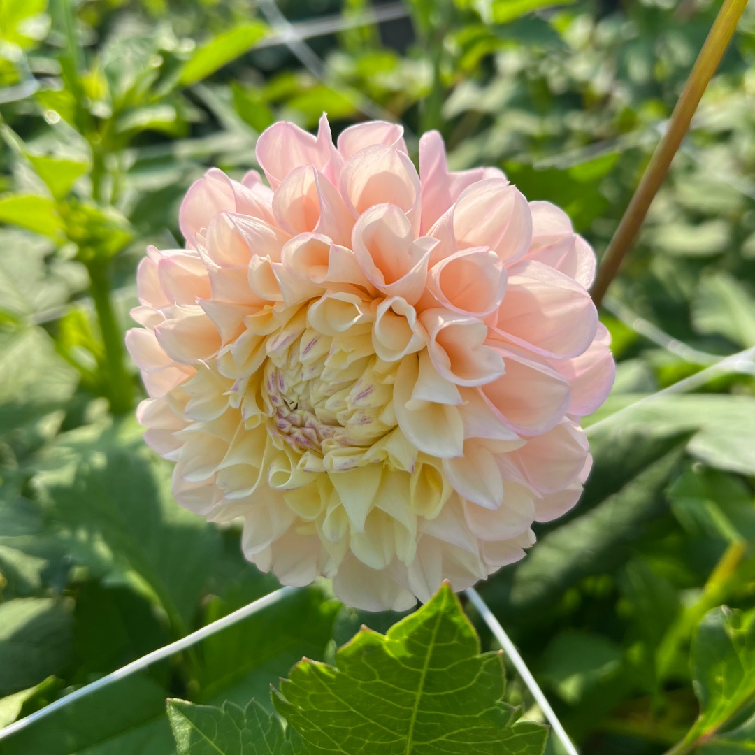 Bolldahlia 'Opal'