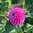 Pompondahlia 'Zippity Do Da'