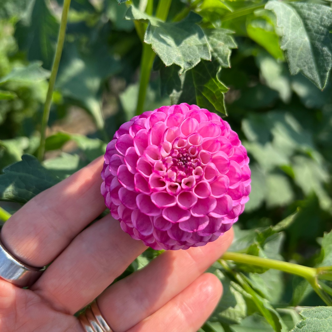 Pompondahlia 'Zippity Do Da'