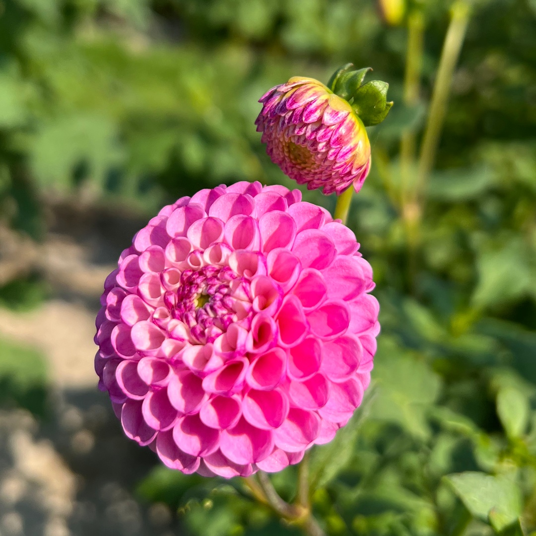 Pompondahlia 'Zippity Do Da'