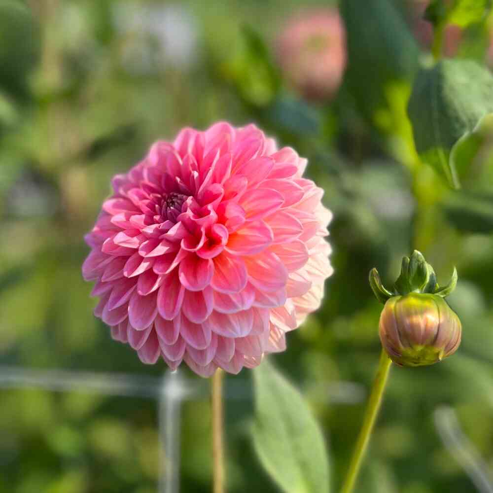 Dekorativdahlia 'Pink Runner'