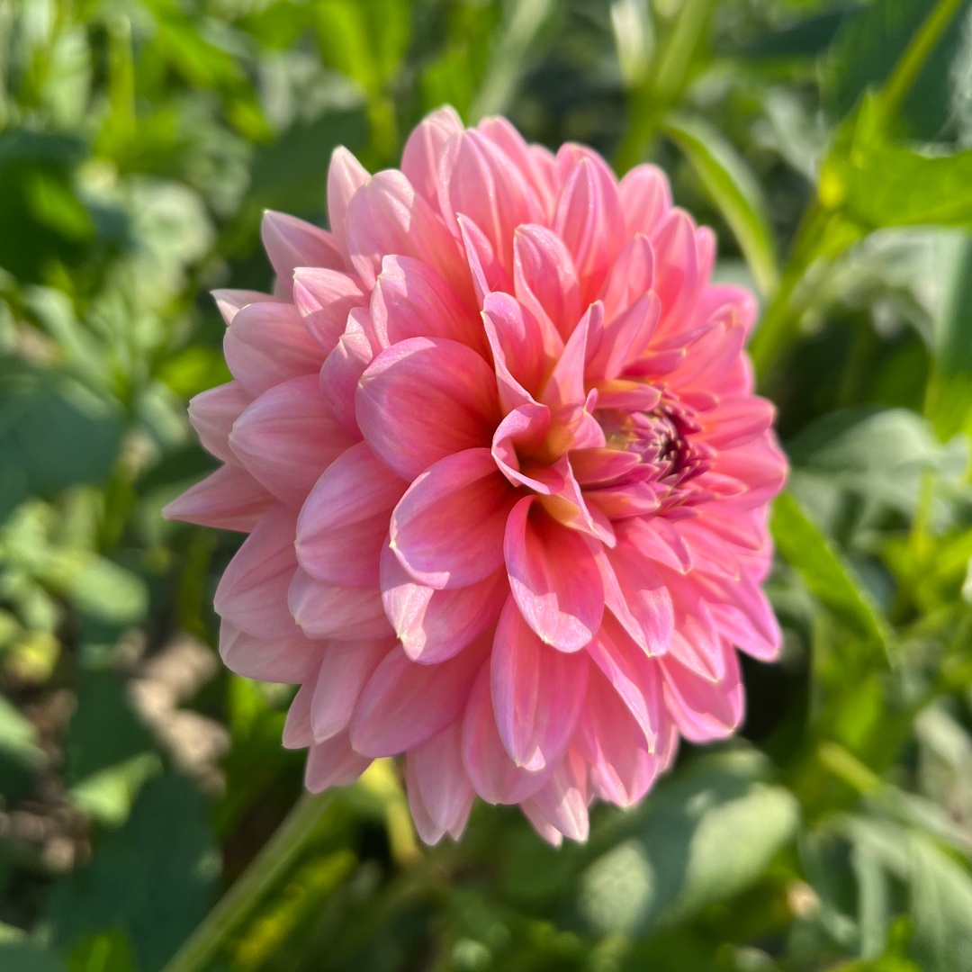 Dekorativdahlia 'Pink Runner'