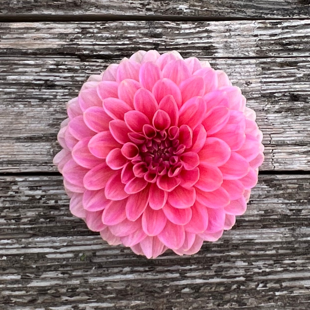 Dekorativdahlia 'Pink Runner'