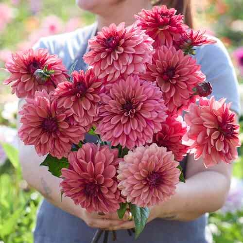 Dekorativdahlia 'Klara Zak'